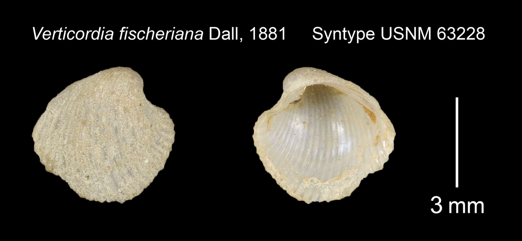 Image of Verticordia fischeriana Dall 1881