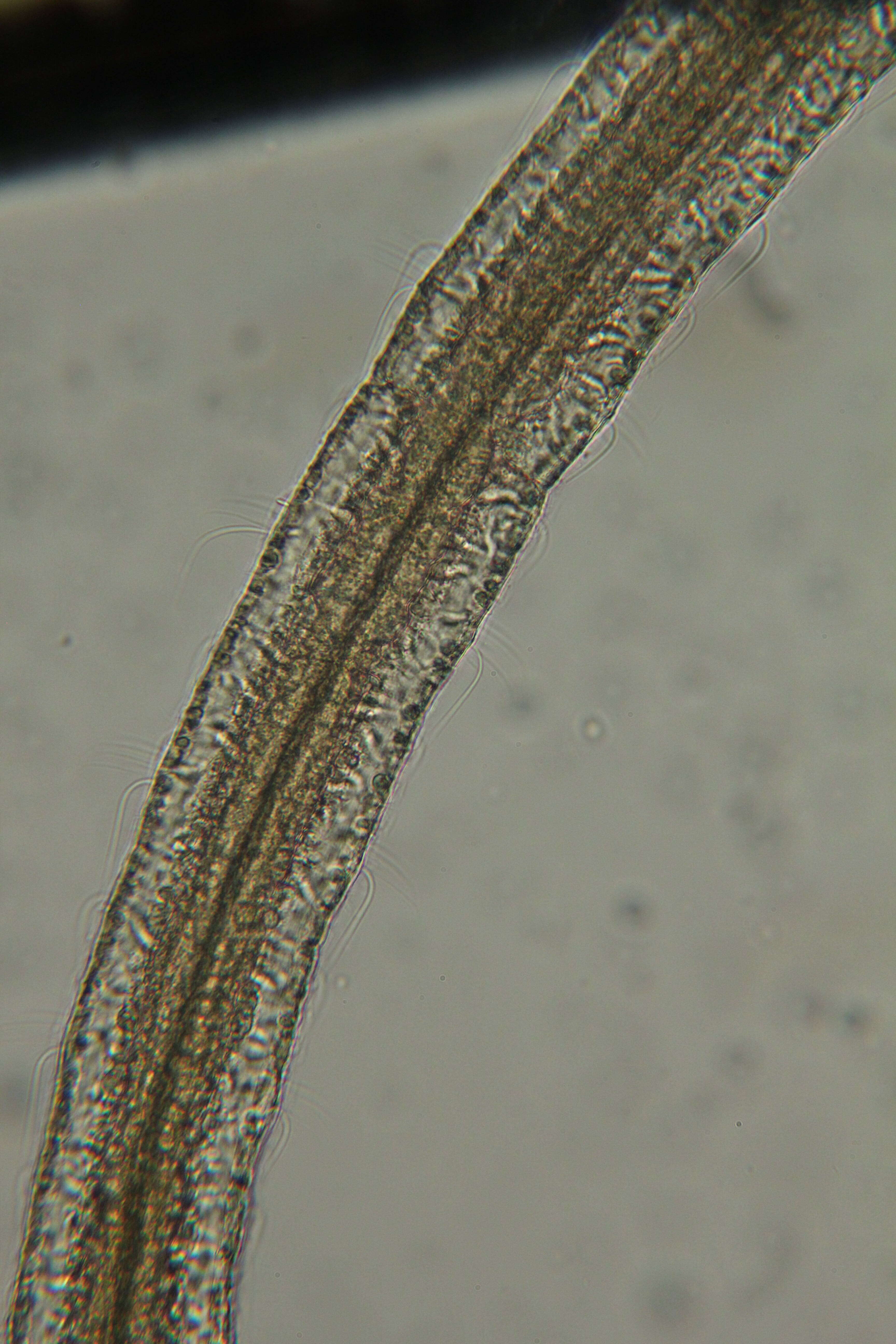 Слика од Protodrilus oculifer Pierantoni 1908