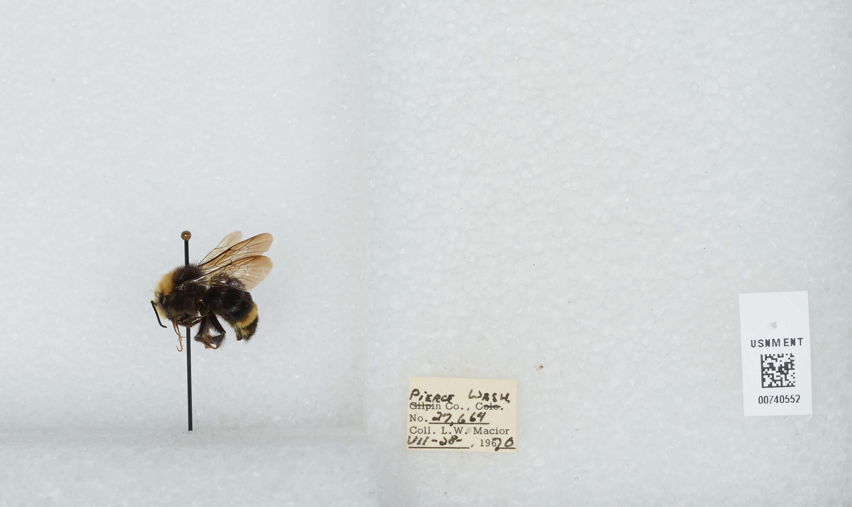 Image of Vosnesensky Bumble Bee