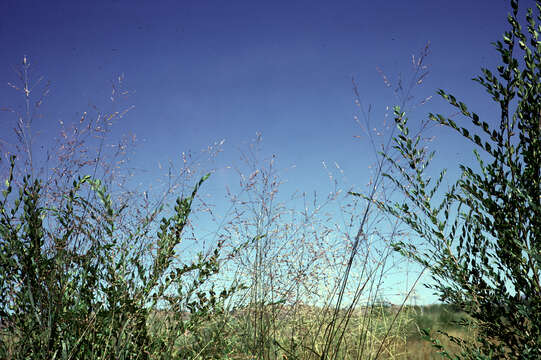 Imagem de Panicum virgatum L.