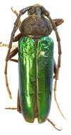 Image of Crioprosopus praestans semiplicatus Casey 1912