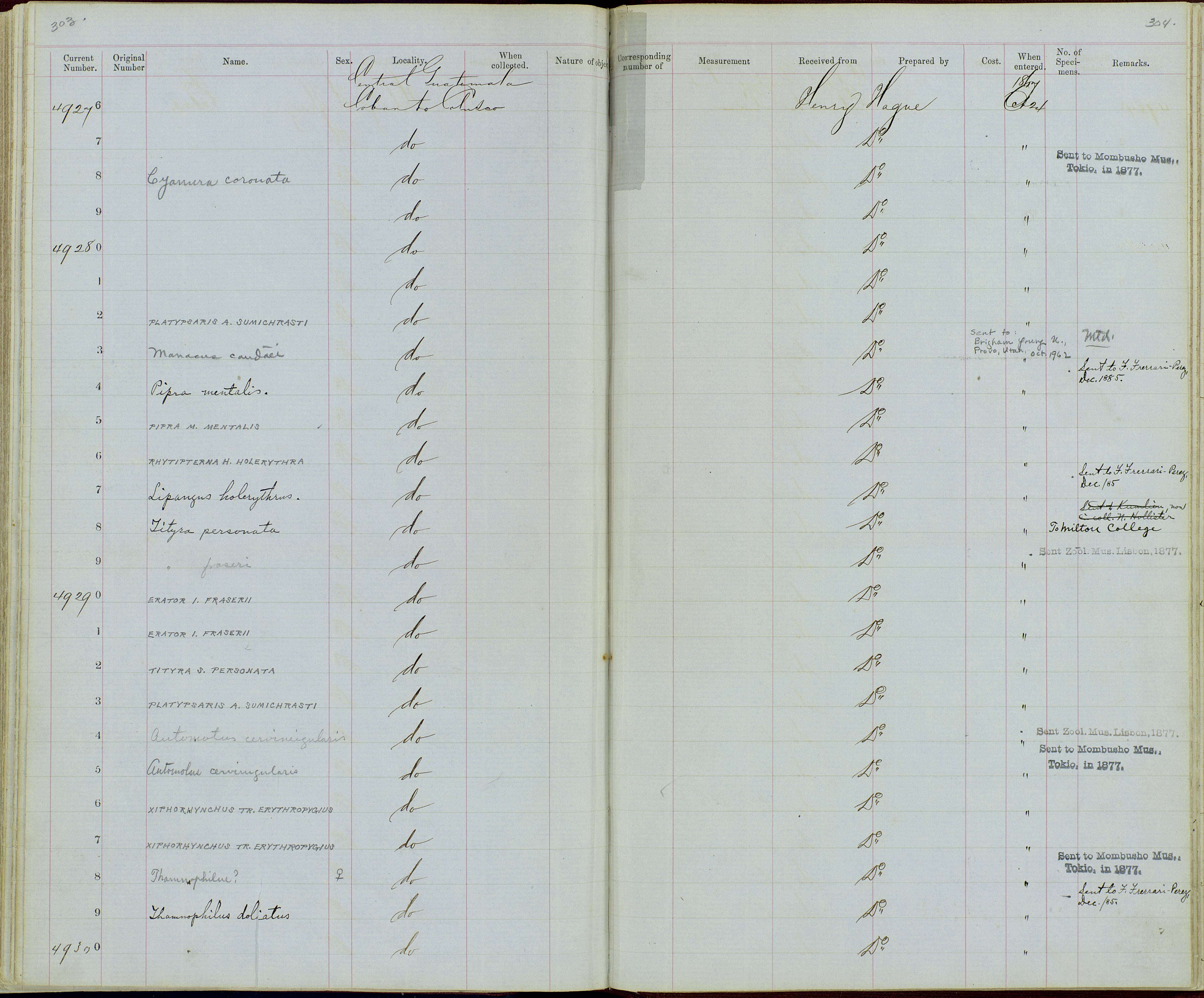 صورة Tityra inquisitor fraserii (Kaup 1852)