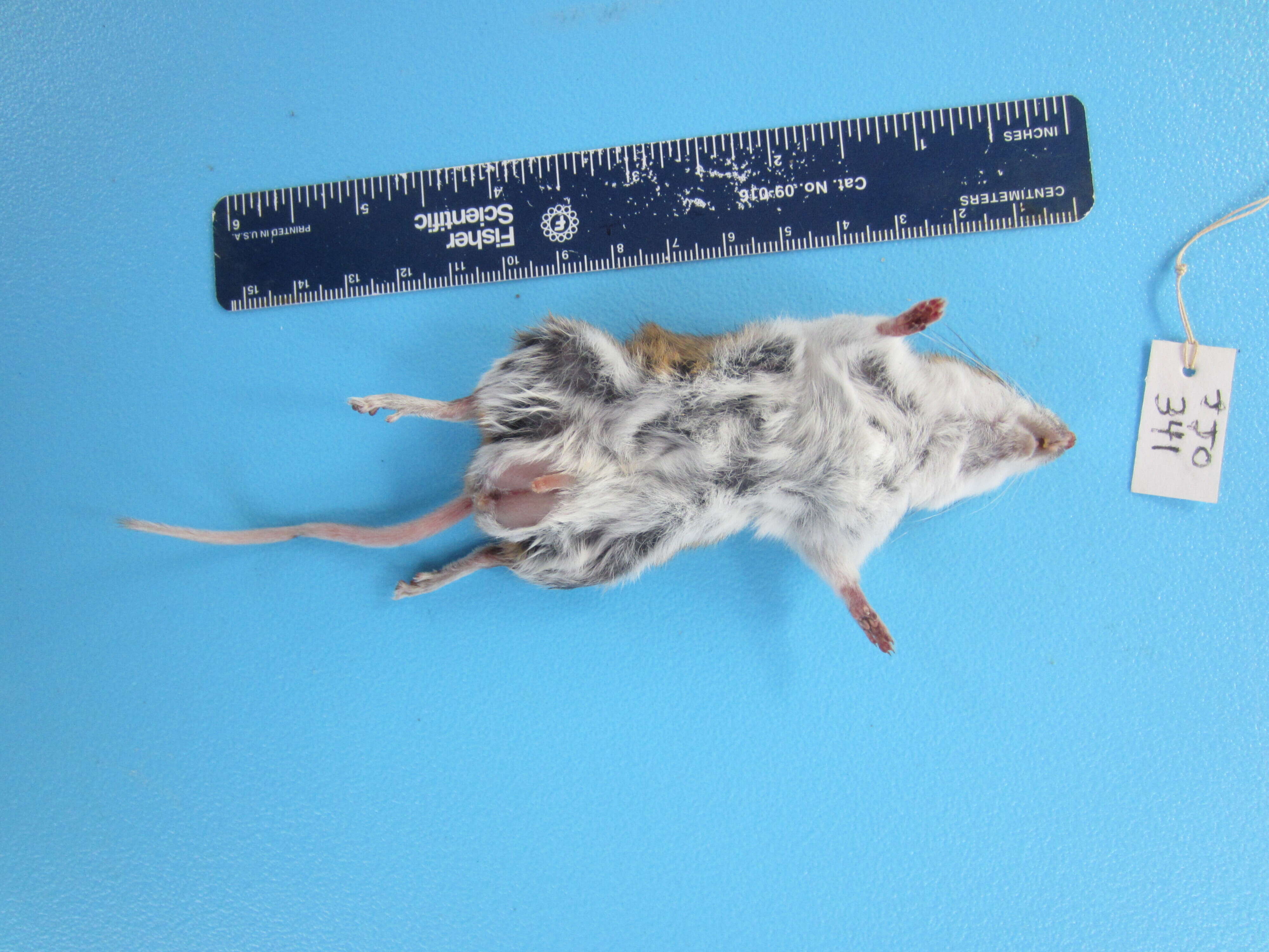 Image of White-footed Deermouse