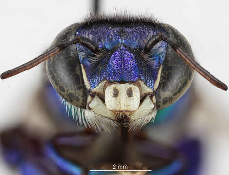 Image of Euglossa cognata Moure 1970