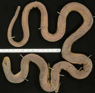 Image of Crowned False Boa