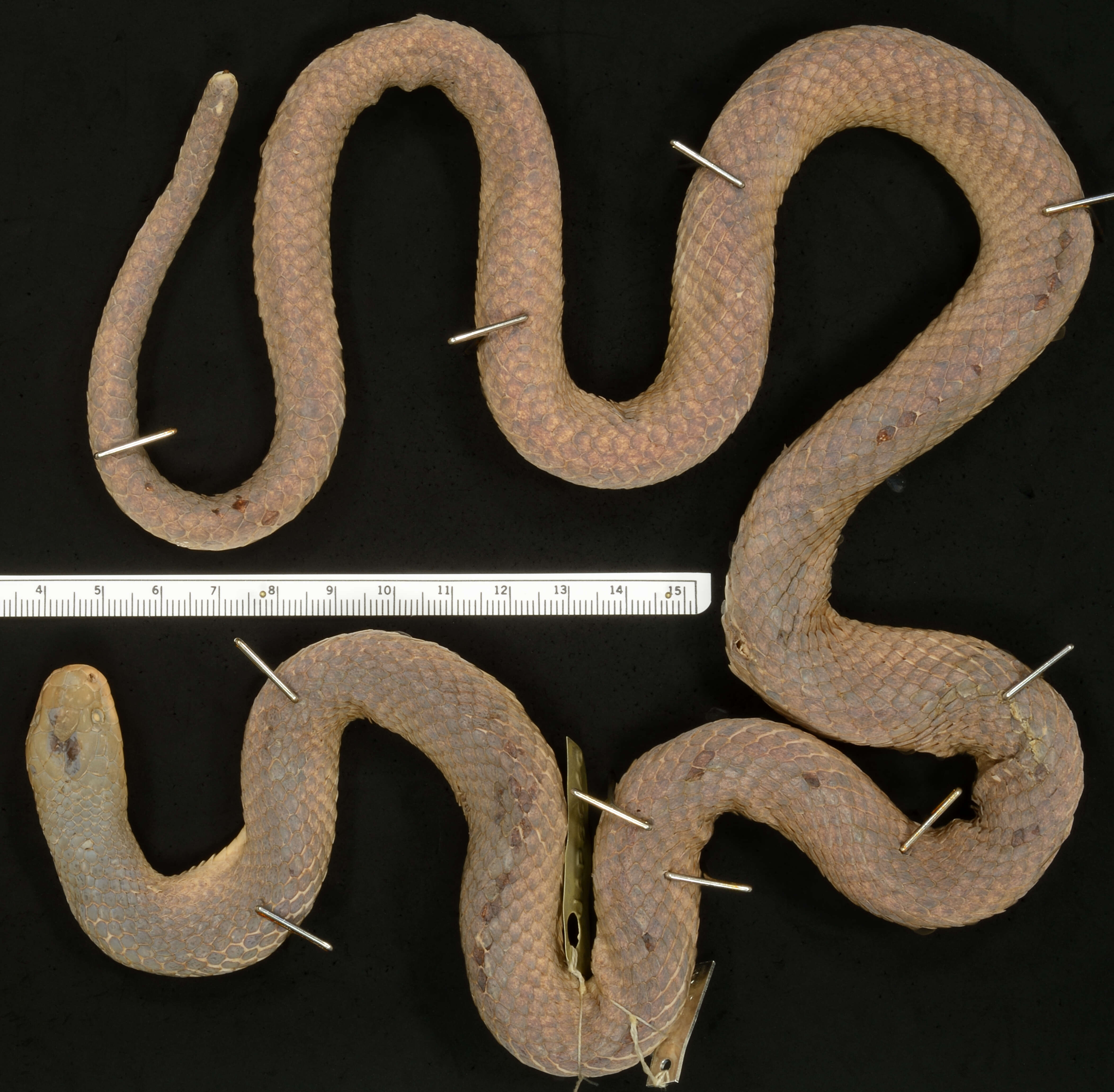 Image of Crowned False Boa