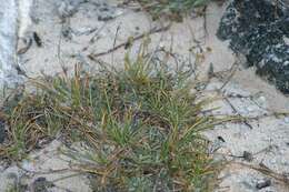 Image of Fimbristylis cymosa subsp. umbellatocapitata (Hillebr.) T. Koyama