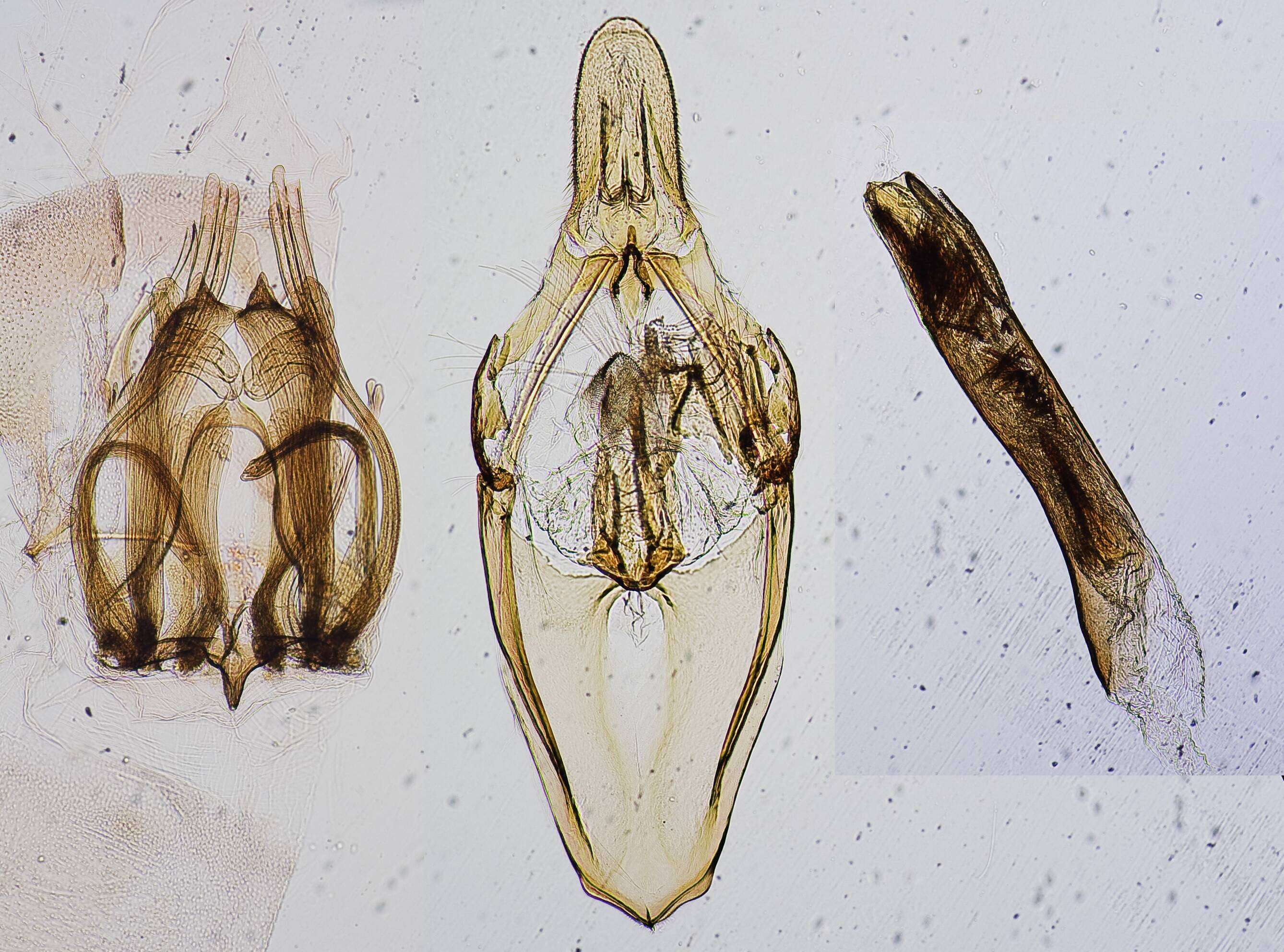 Image of Ponderosa Pine Coneworm Moth