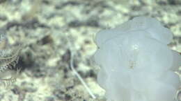 Image of Deep Sea Sponge