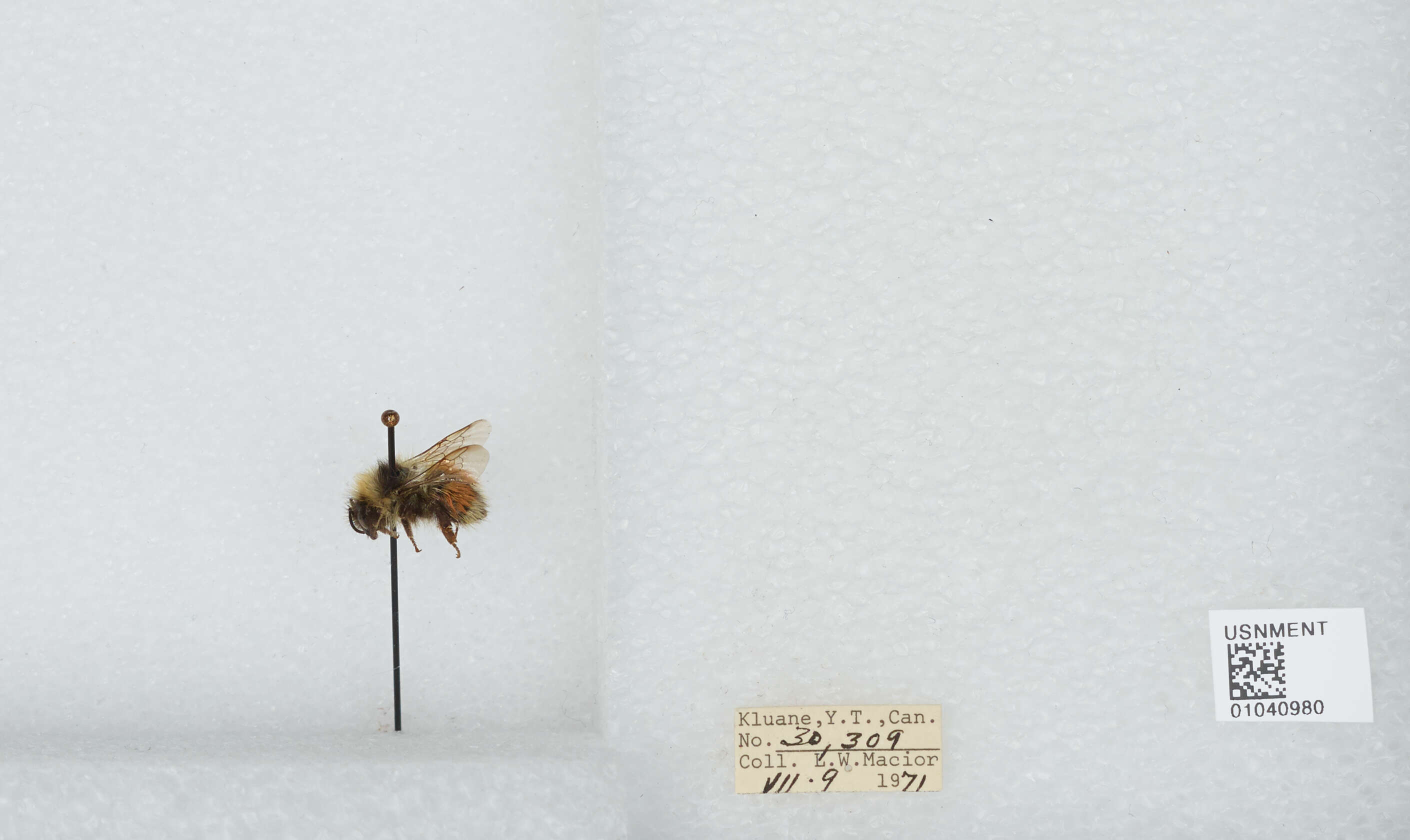 Image de Bombus sylvicola Kirby 1837