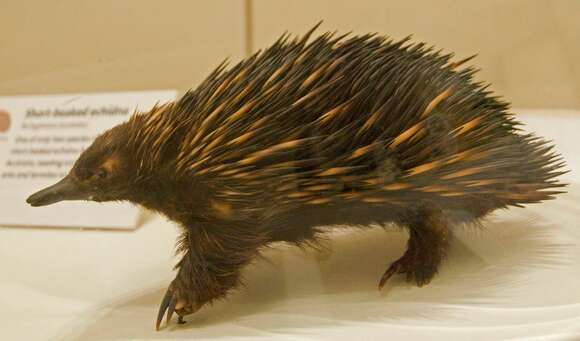 Image of Short-beaked Echidnas