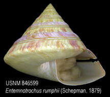 Image of Entemnotrochus rumphii (Schepman 1879)