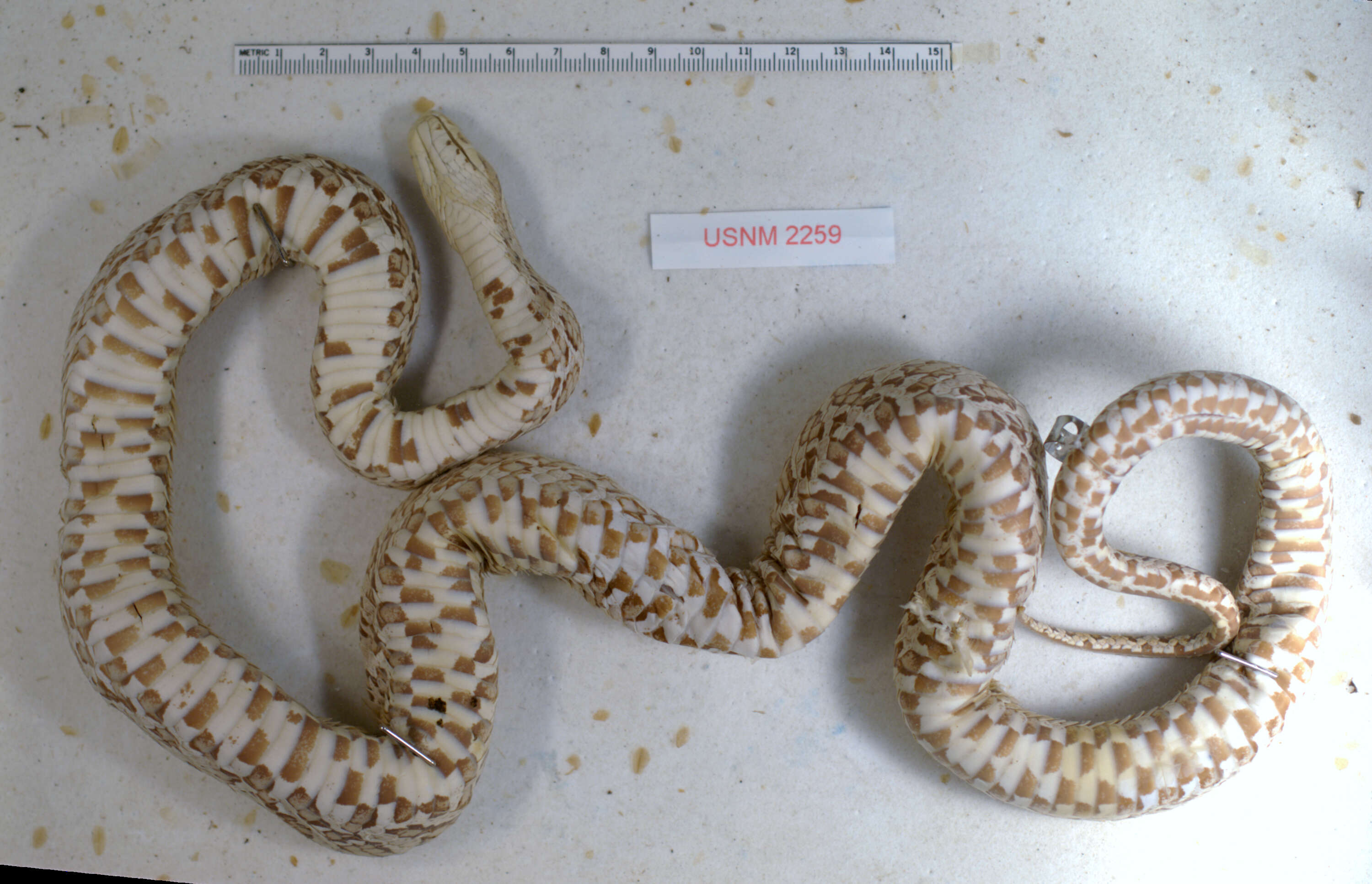 Pantherophis emoryi (Baird & Girard 1853) resmi