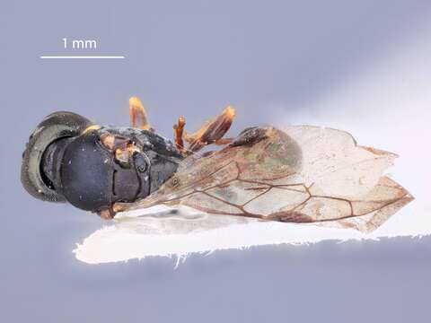 Image of Rhopalum hombceanum Tsuneki 1973