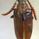 Image of Prionus (Homaesthesis) debiliceps Casey