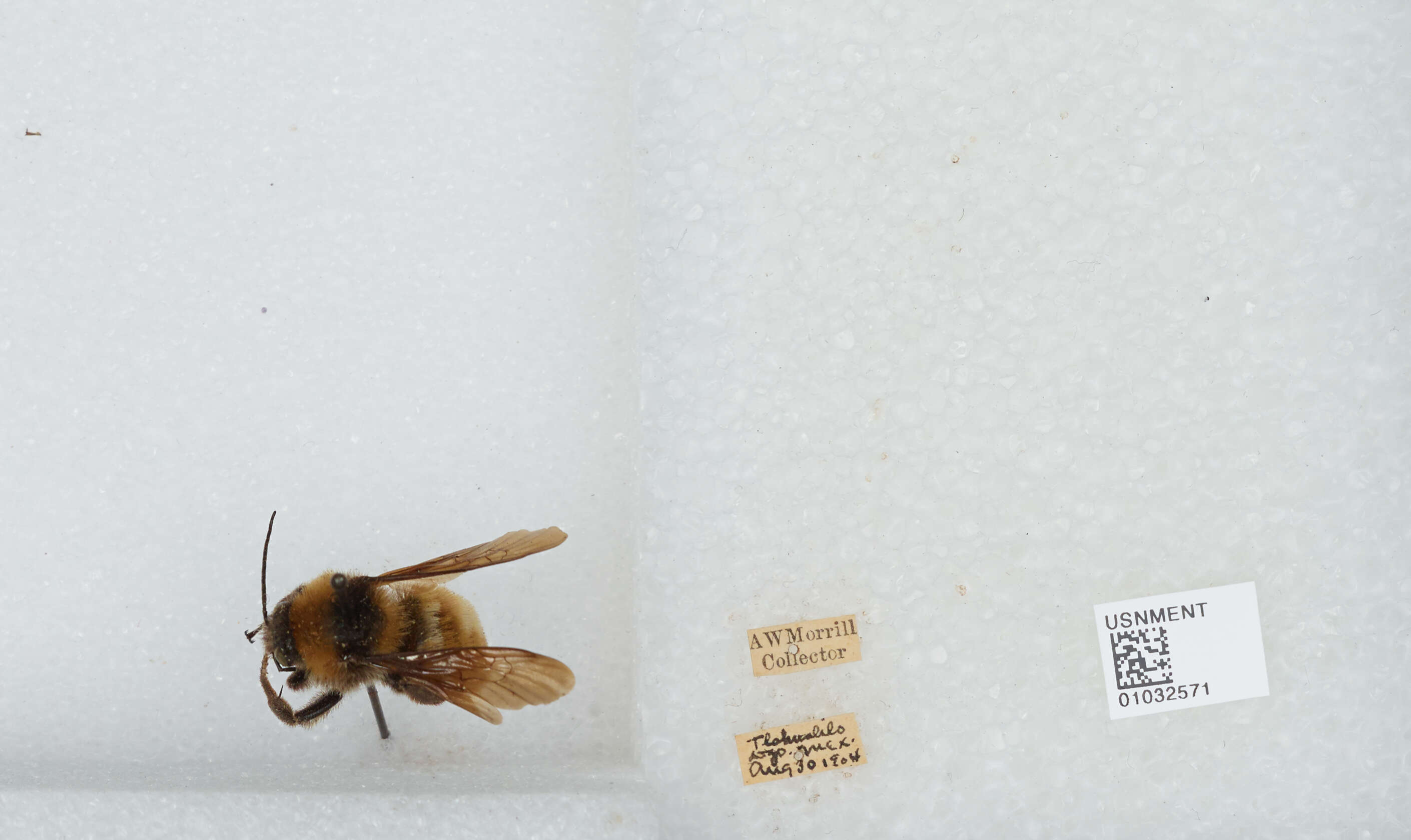 Image of Sonoran Bumble Bee