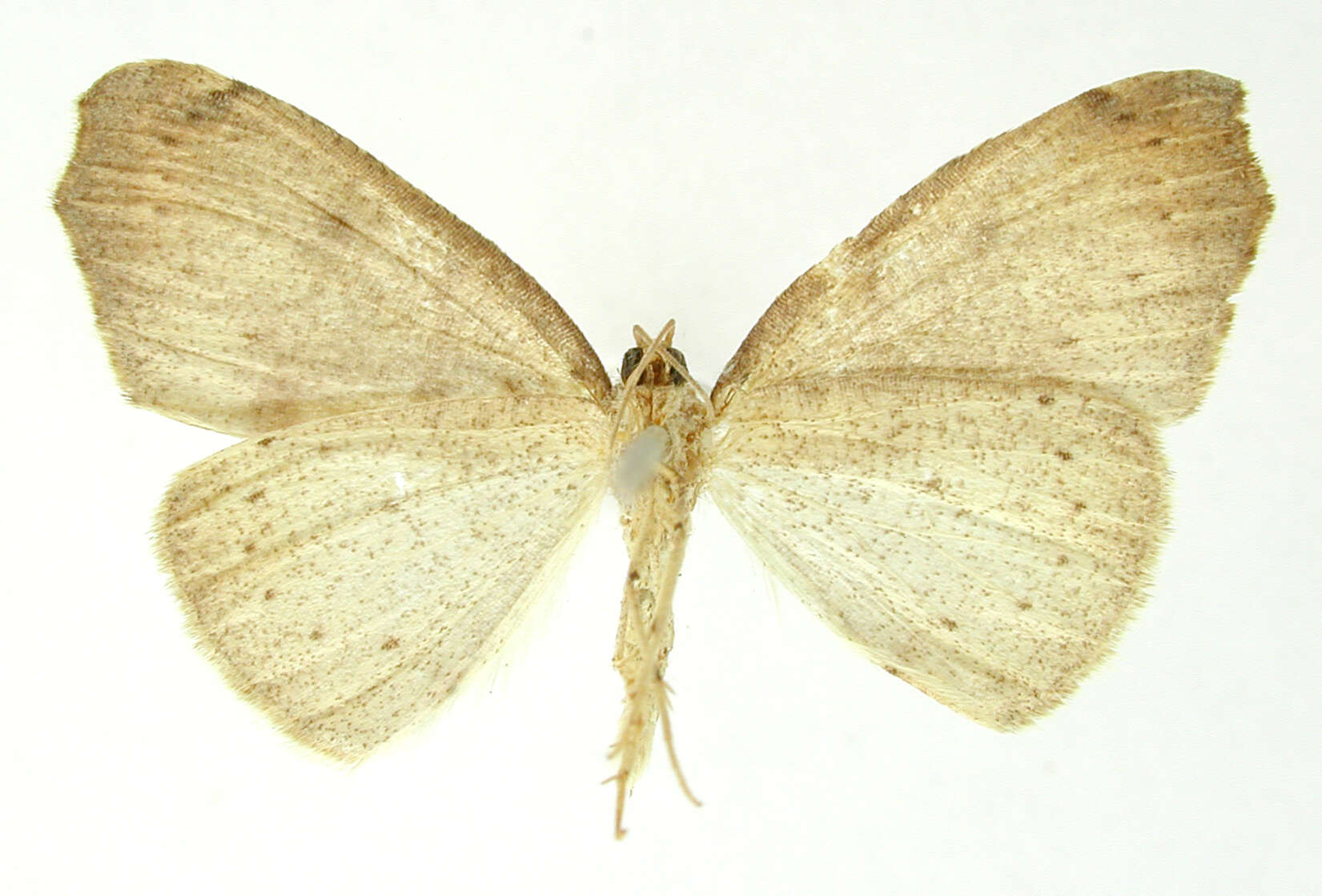 Image of Mychonia divaricata Dognin 1906