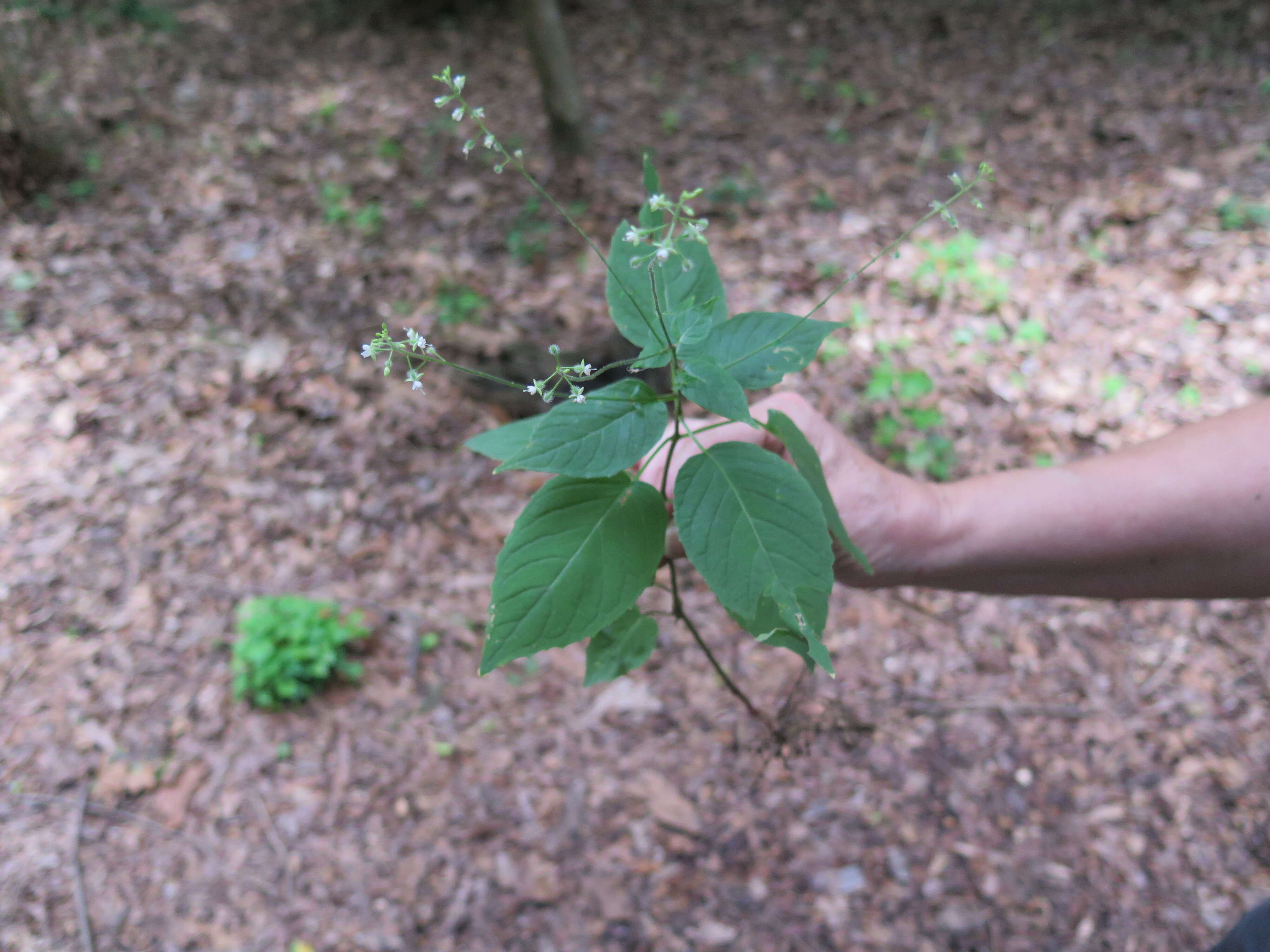 Imagem de Circaea lutetiana subsp. canadensis (L.) Asch. & Magnus