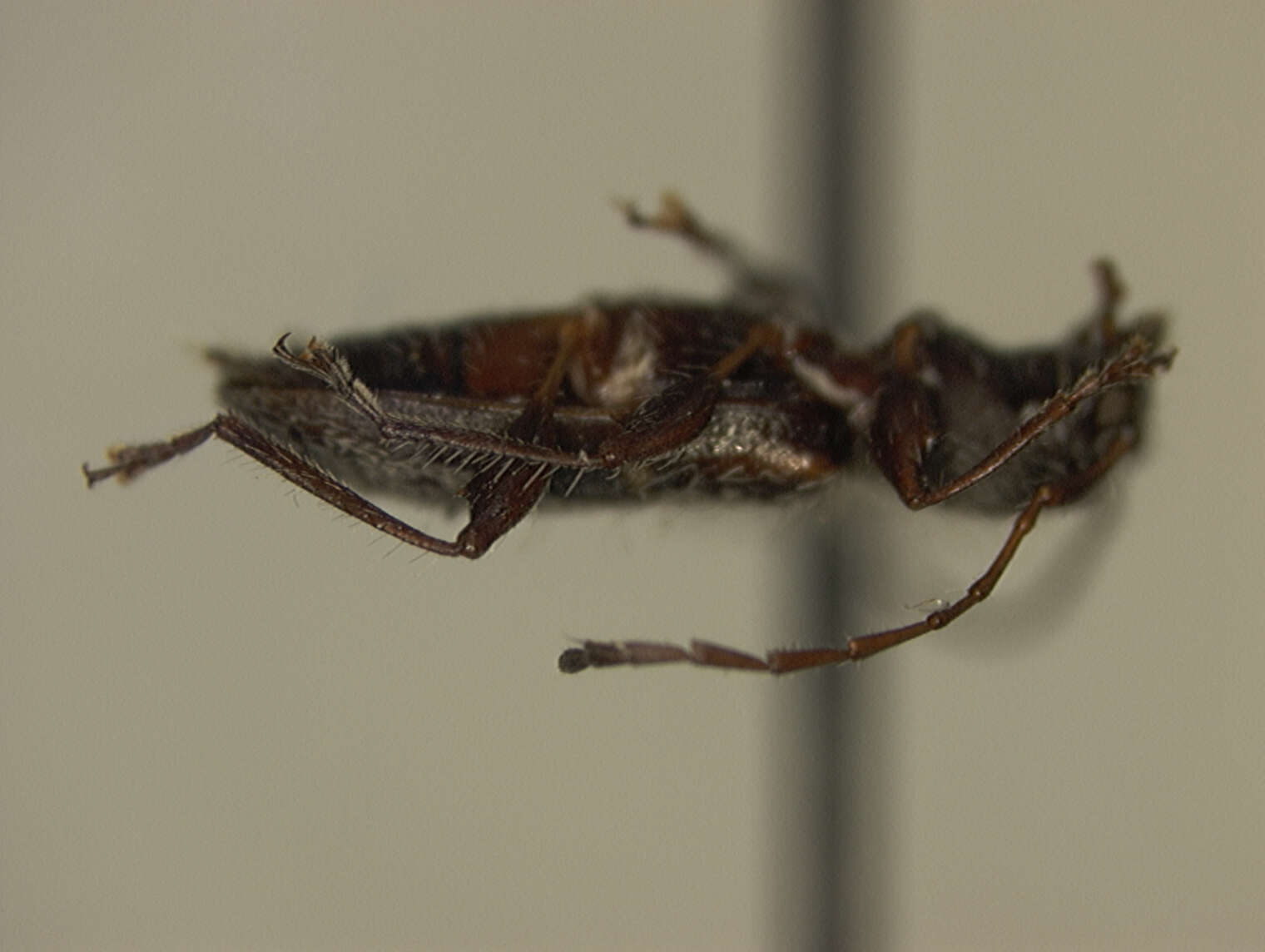 Image of Plectromerus dominicanus (Micheli 1983)