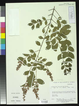 Image of California privet