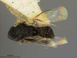 Imagem de Tetrastichomyia