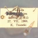 Image of Clistoderes taiwanus Tsuneki 1989