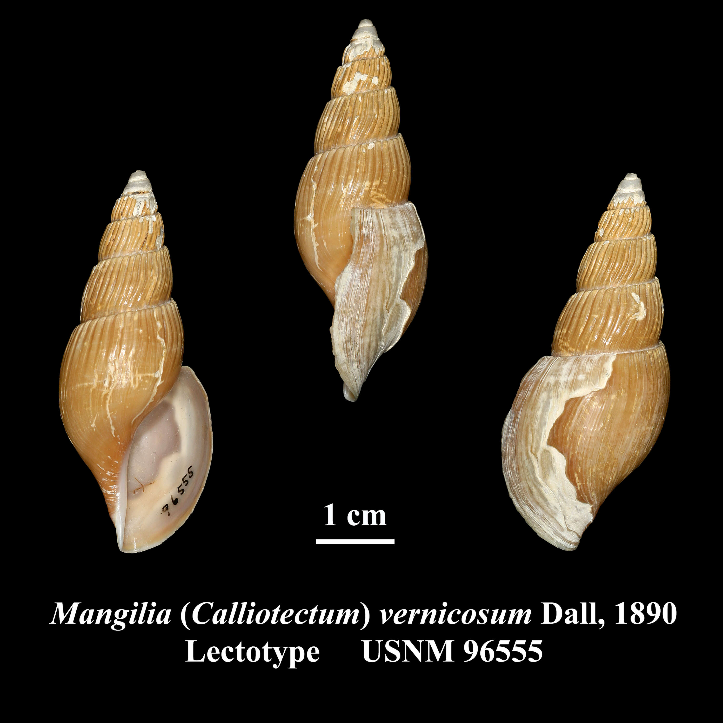 Calliotectum vernicosum (Dall 1890)的圖片