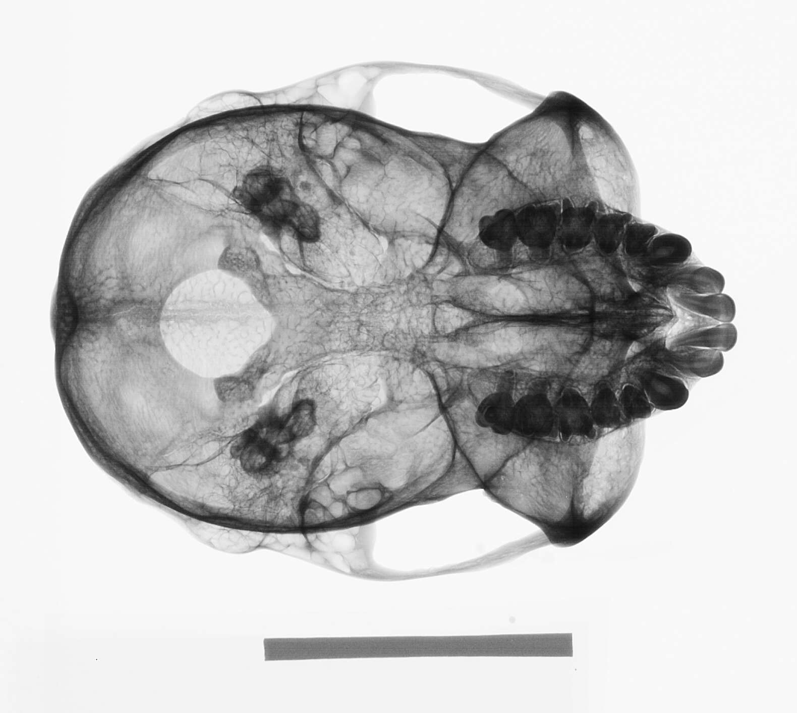 Image of Presbytis rubicunda carimatae Miller 1907