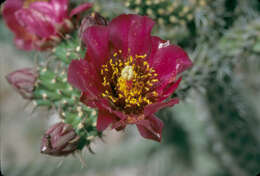 Image of Cane Prickly-pear Cactus