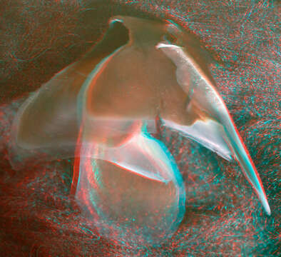 Image of Neoteuthis Naef 1921