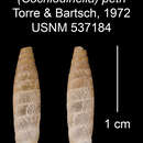 Imagem de Cochlodinella petri C. Torre & Bartsch 1972