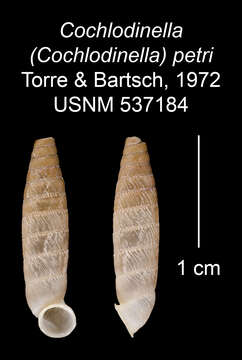 Imagem de Cochlodinella petri C. Torre & Bartsch 1972