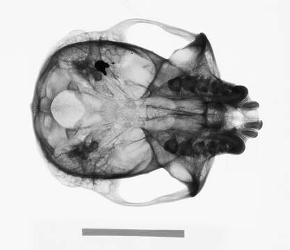 Plancia ëd Trachypithecus cristatus cristatus (Raffles 1821)