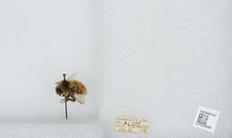 Image de Bombus sylvicola Kirby 1837