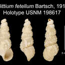 Image of Lirobittium fetellum (Bartsch 1911)