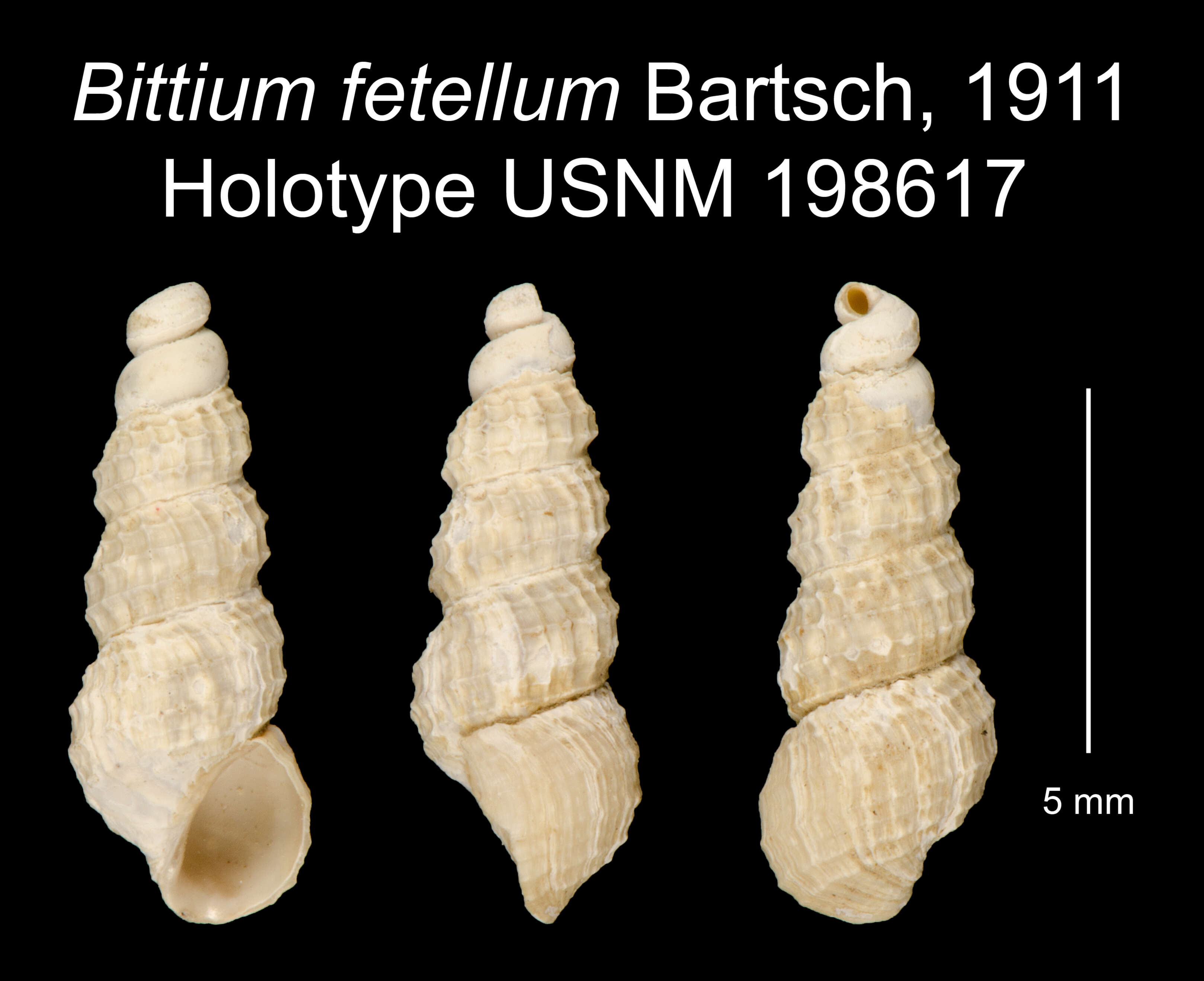 Image of Lirobittium fetellum (Bartsch 1911)