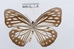 Image of Pareronia valeria (Cramer (1776))