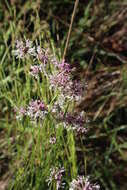 Image of grassleaf Barbara's buttons