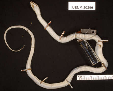 Image of Baird's Patchnose Snake