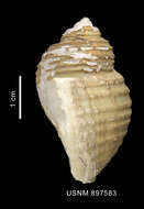 Image of Chlanidota paucispiralis Powell 1951