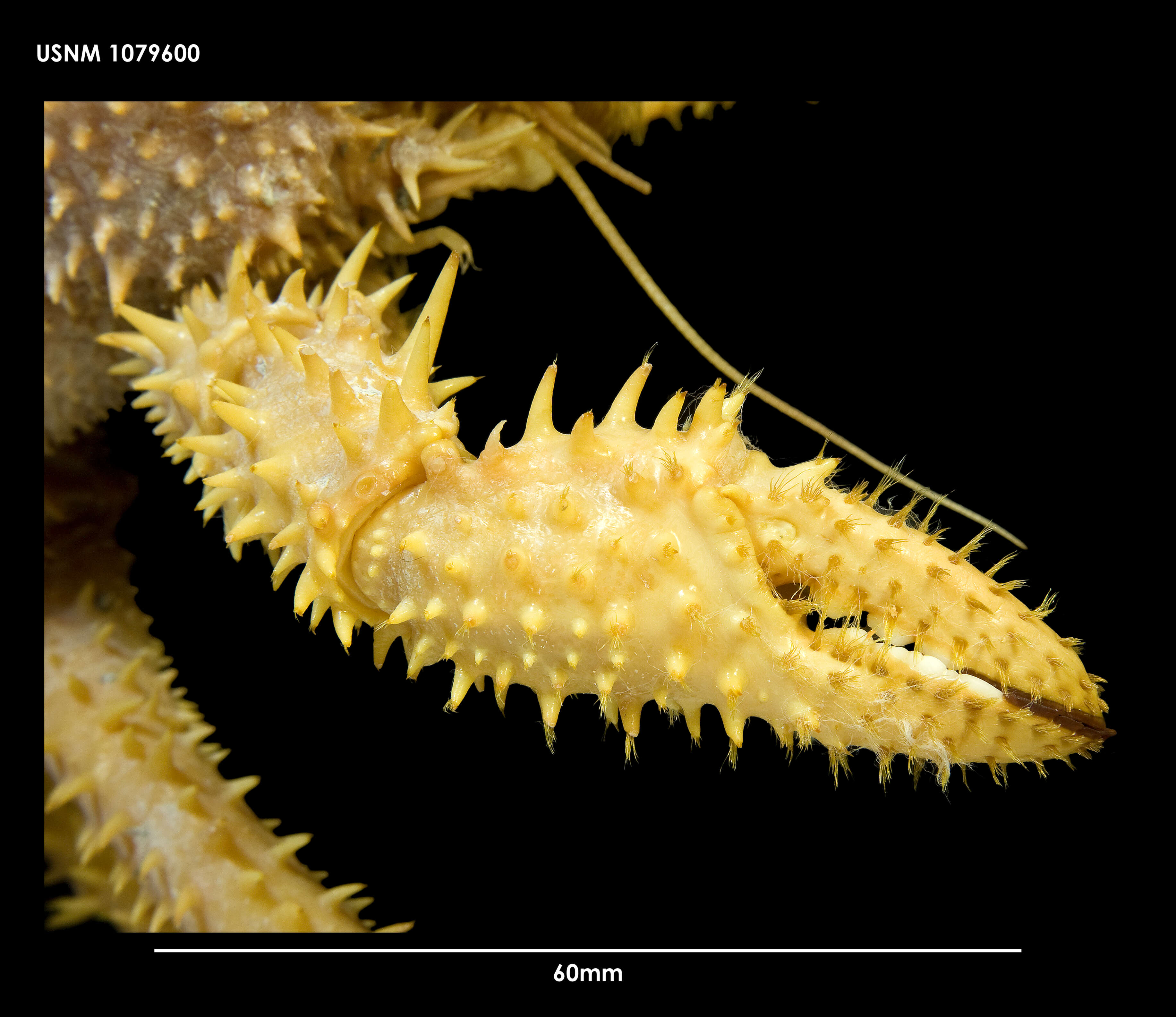 Plancia ëd Paralomis spinosissima Birstein & Vinogradov 1972