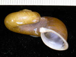 Rhiostoma smithi Bartsch 1932 resmi