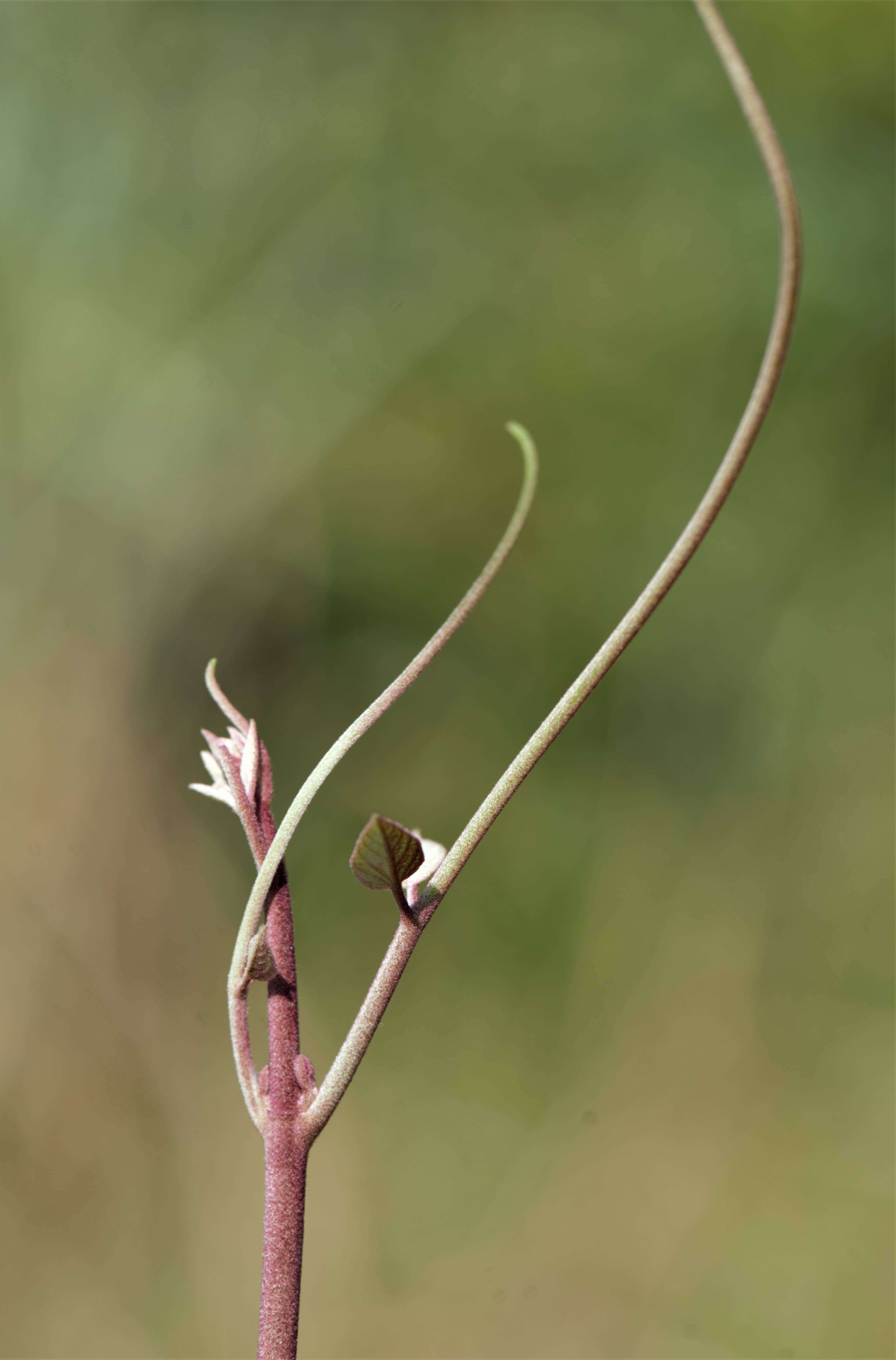 Image of Stizophyllum riparium (Kunth) Sandwith