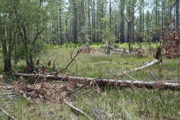 Image of longleaf milkweed