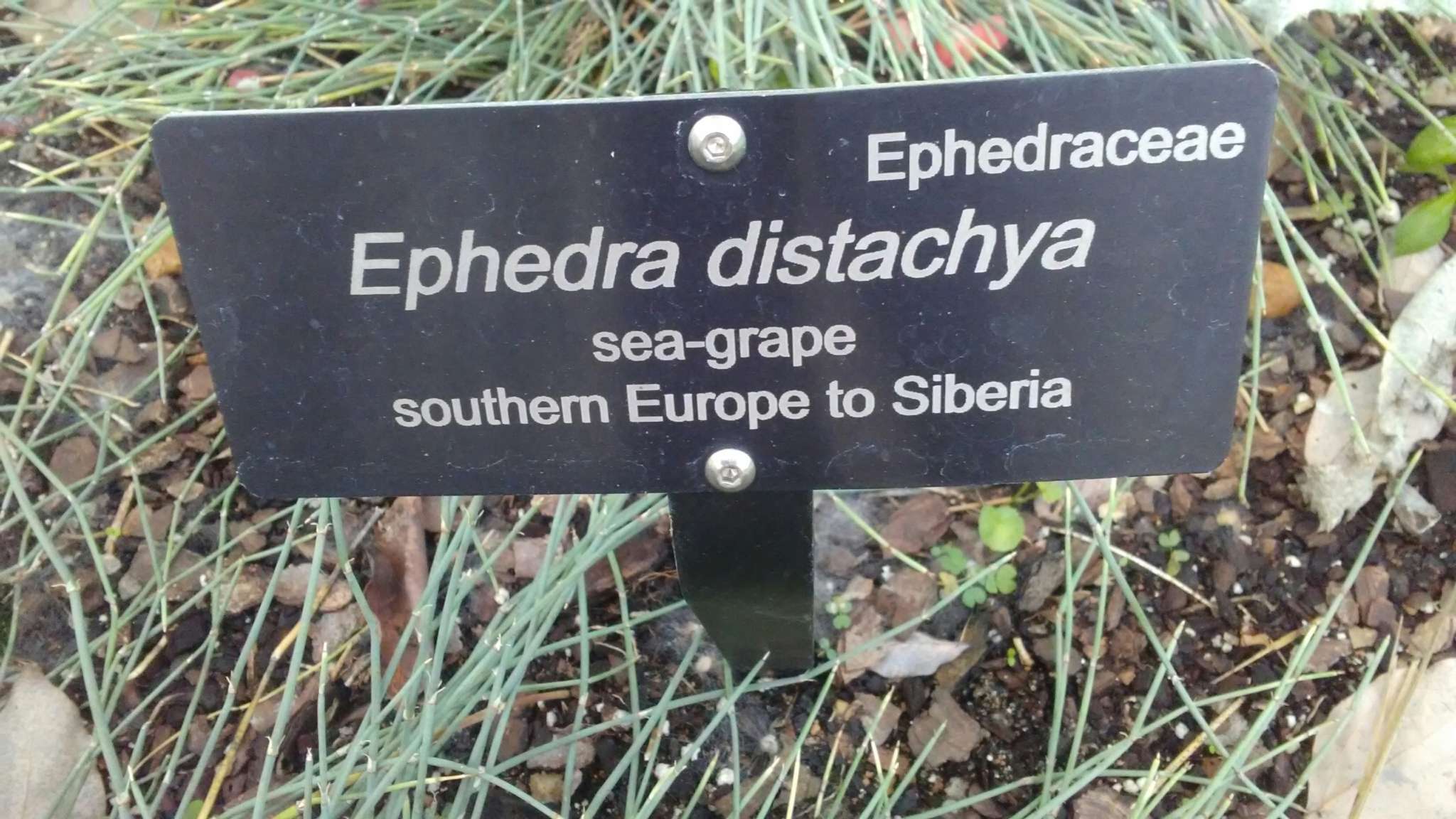 Imagem de Ephedra distachya L.