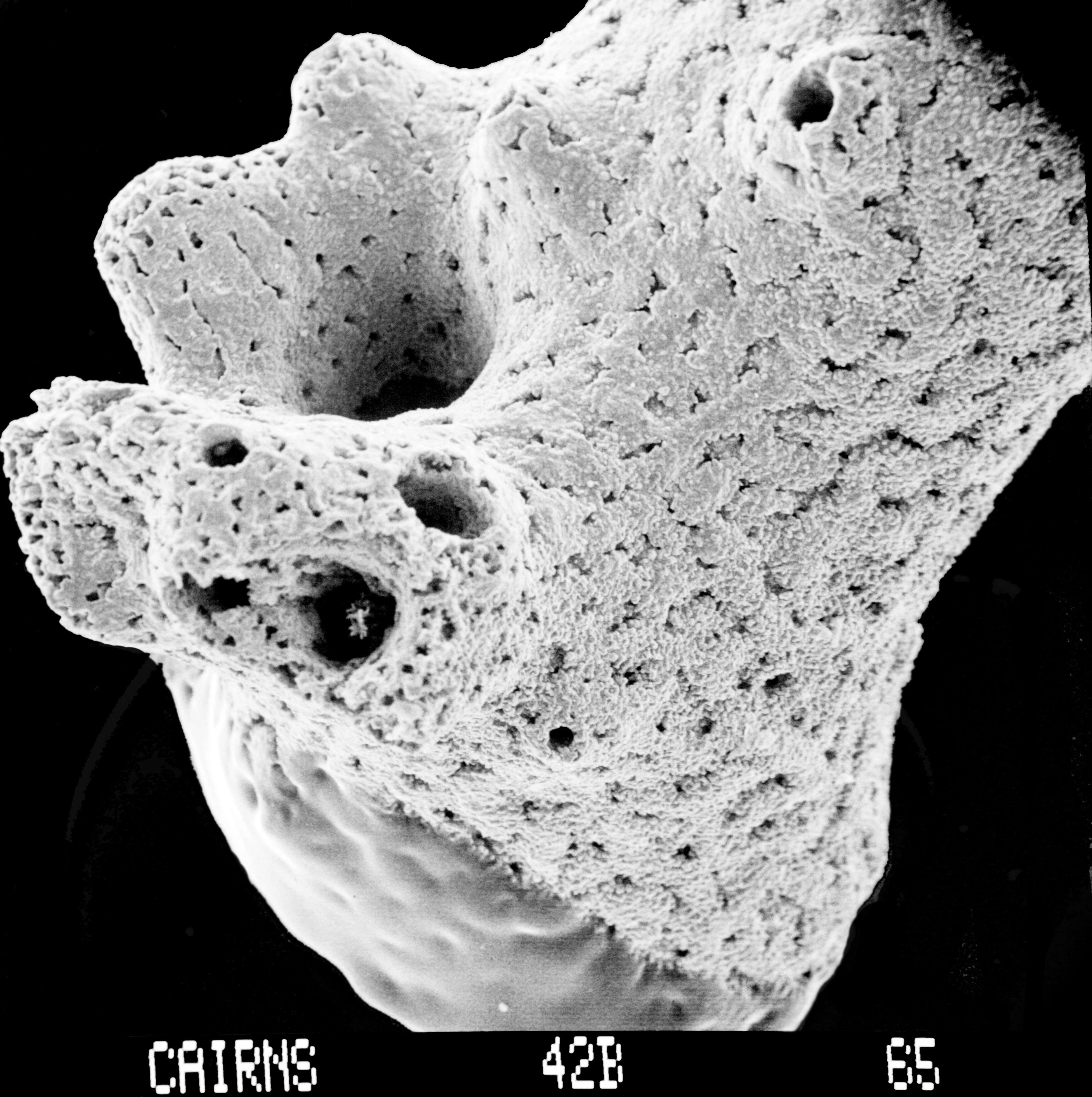 Image of Lepidopora sarmentosa Boschma 1968