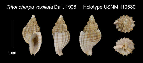 Tritonoharpa vexillata Dall 1908的圖片