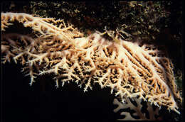 Image of Stylaster tenisonwoodsi Cairns 1988