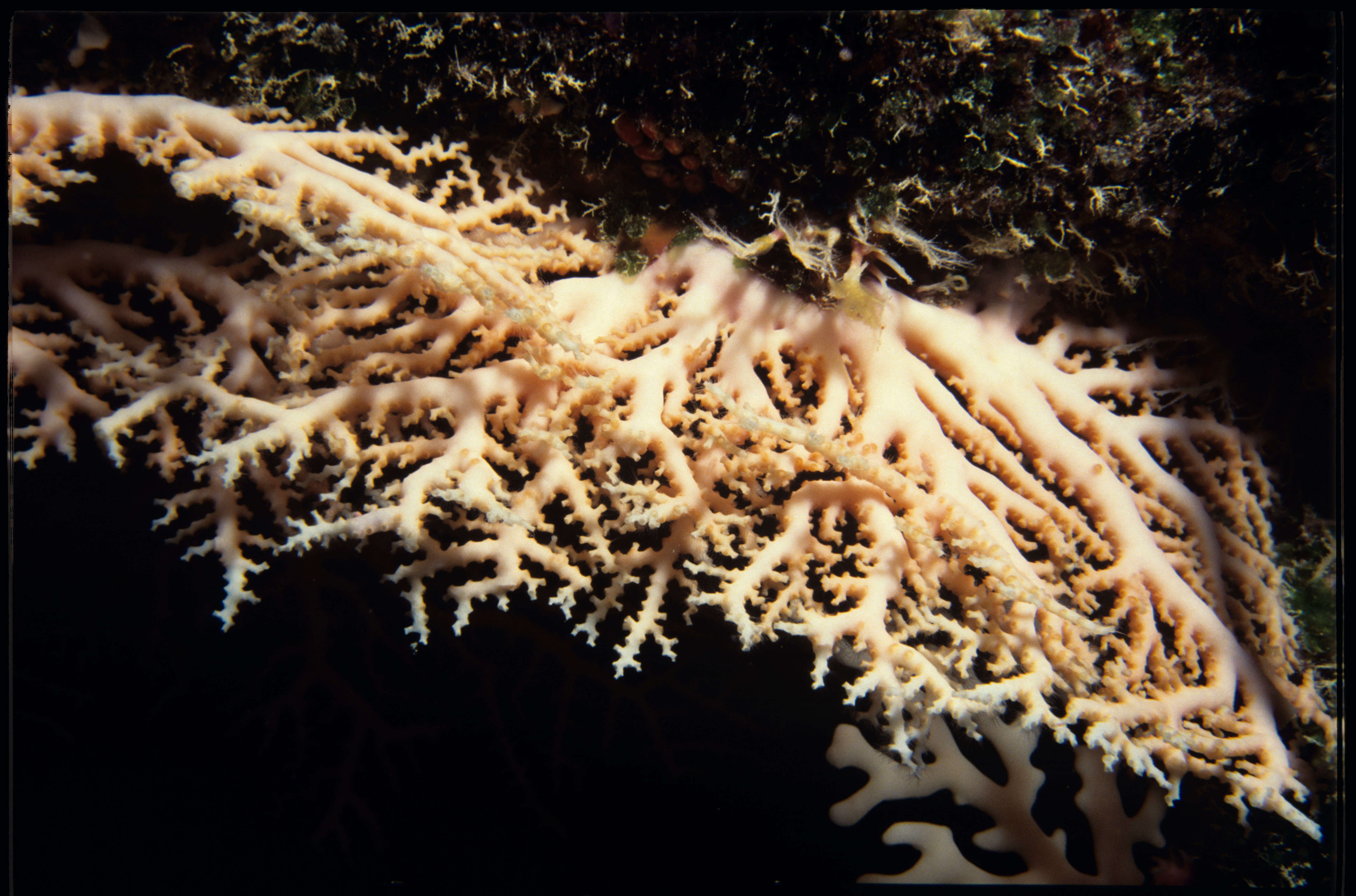 Image of Stylaster tenisonwoodsi Cairns 1988