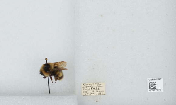 Image of Frigid Bumble Bee